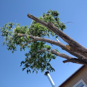Photo of Bulletproof Trees and Construction