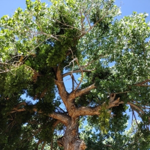 Photo of Bulletproof Trees and Construction
