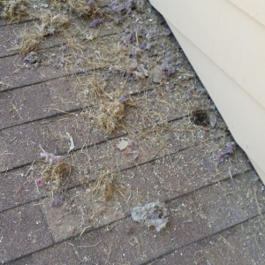 Photo of All Clean Dryer Vent Cleaning