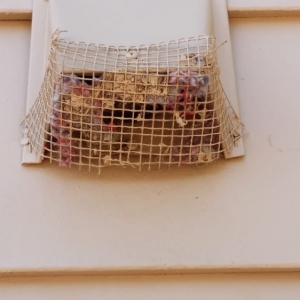 Photo of All Clean Dryer Vent Cleaning