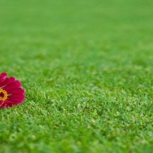 Photo of Saint Patrick's Landscapes