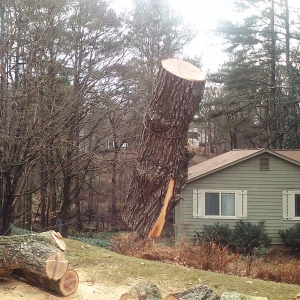 Photo of Timberline Tree Service & Landscaping