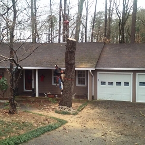 Photo of Timberline Tree Service & Landscaping