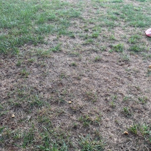 Photo of Top Turf Lawn Care and Pest Management