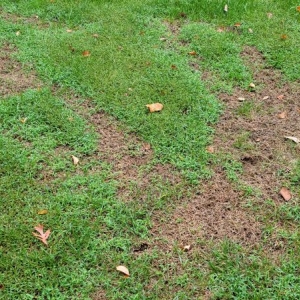 Photo of Top Turf Lawn Care and Pest Management