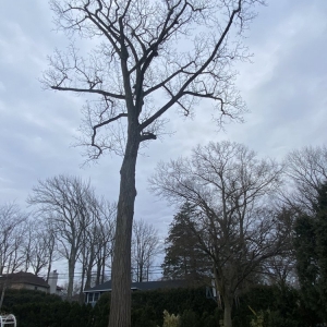 Photo of George's Tree and Landscaping Services