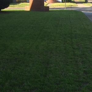 Photo of Polish Lawn Care