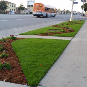 Photo of Top Quality Turf