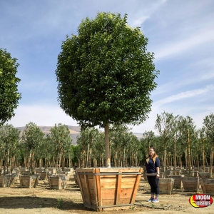 Photo of Moon Valley Nurseries