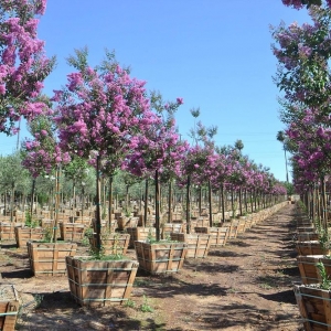 Photo of Moon Valley Nurseries