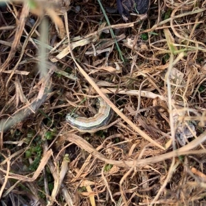 Photo of Lawn Plus