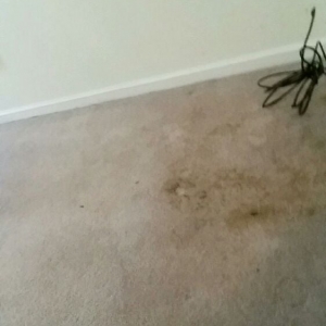 Photo of Carpet Cleaning Charlotte