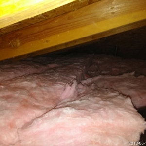 Photo of Attic Force