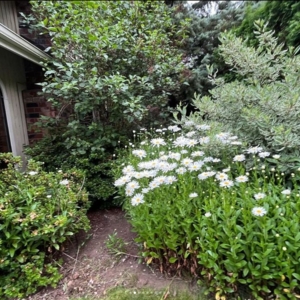Photo of West Coast Garden's Lawn Care Service.