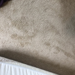 Photo of ServicePro Carpet Cleaning
