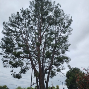 Photo of Angel Tree Care