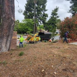 Photo of Angel Tree Care