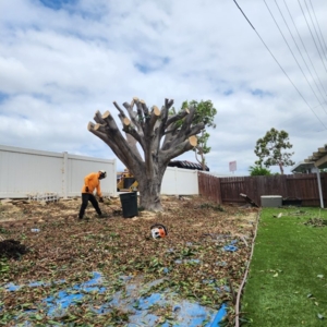 Photo of Angel Tree Care