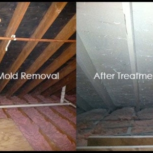 Photo of NW Mold Removal