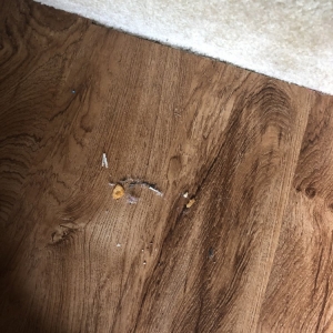 Photo of Real World Cleaning Services