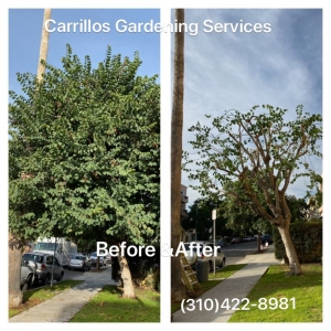 Photo of Carrillos Gardening Services