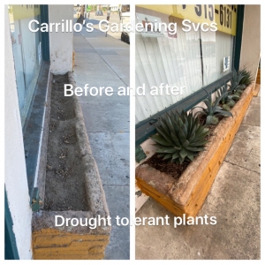Photo of Carrillos Gardening Services