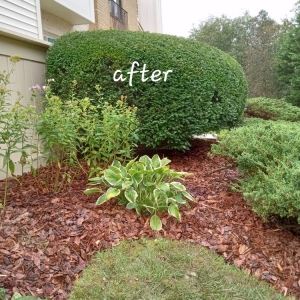 Photo of DC Ayala Landscaping Service