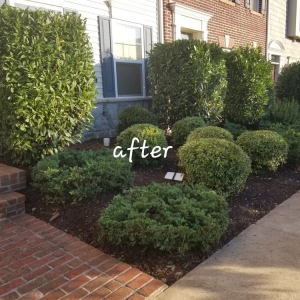 Photo of DC Ayala Landscaping Service