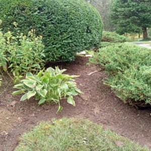 Photo of DC Ayala Landscaping Service