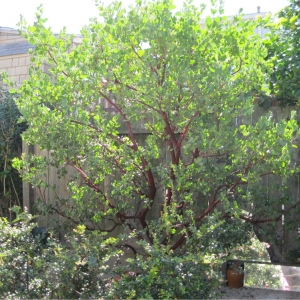 San Francisco Poetree Landscapes & Arboriculture