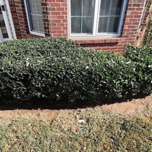 Photo of The Lawn Stylist