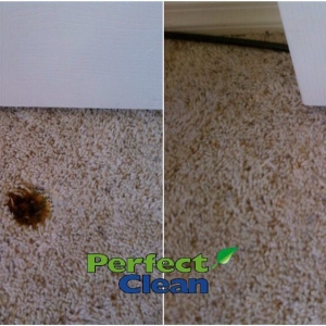 Photo of Perfect Clean