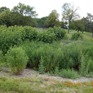 Photo of Stormwater STL