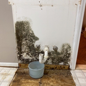 Photo of Max Out Mold Removal