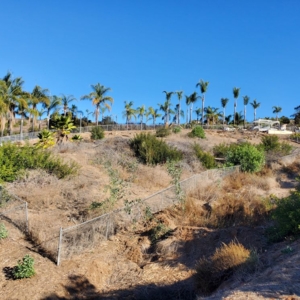 Photo of West Coast Brush Control