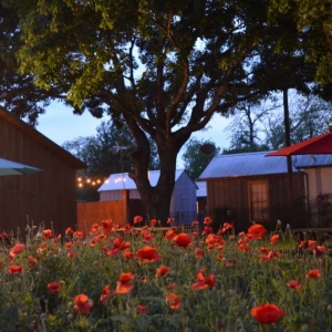 Photo of Serendipity at Fiorella