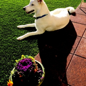 Photo of Turfscape Austin