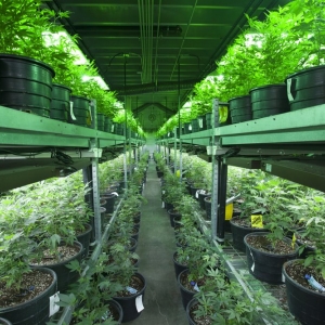 San Diego Cannabis Real Estate Consultants