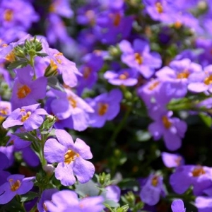 Photo of Smoot Landscaping
