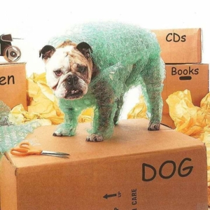 Photo of The Movers of El Paso