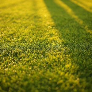 Charlotte Vision Green Landscape