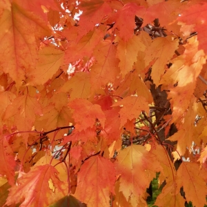 Photo of Green Lakes Landscaping