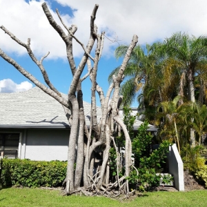 Photo of Tech 1 Landscaping