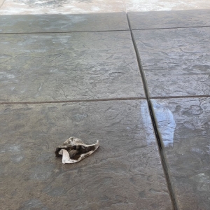 Photo of Concrete Restored