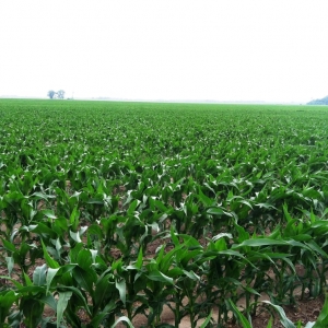 Photo of American Farmland Investments