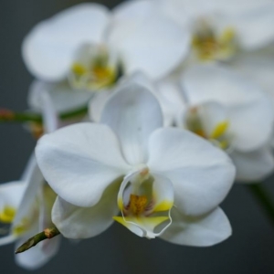 Photo of XR Clarity