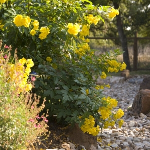 Photo of Austin Landscape and Design