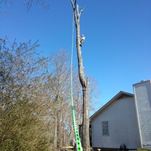 Photo of TLC Tree Service