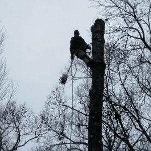 Photo of TLC Tree Service