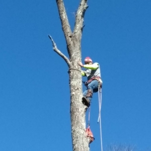 Photo of TLC Tree Service